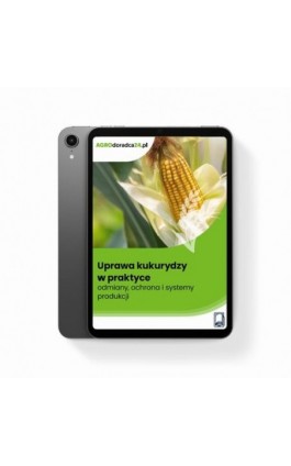 Uprawa kukurydzy w praktyce...