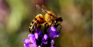 Sama natura bez chemii