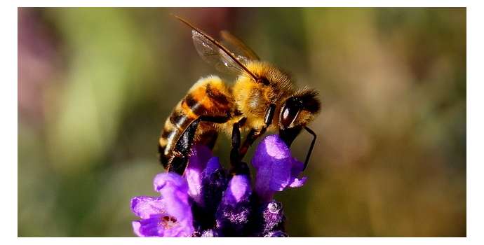 Sama natura bez chemii